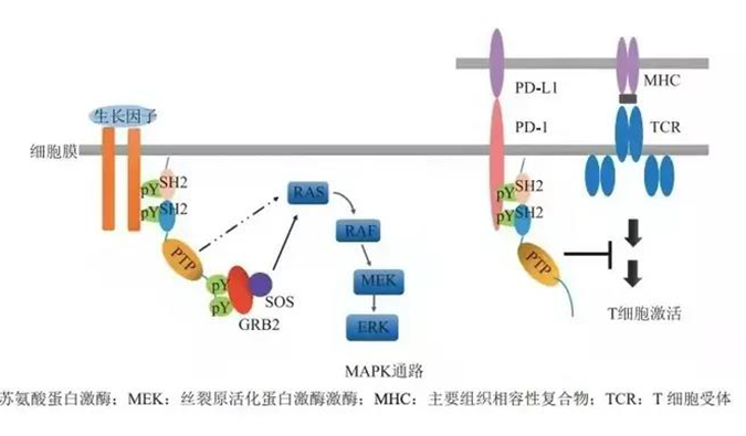 晚期恶性肿瘤患者的福音，SHP2变构抑制剂RG001片获批临床.png